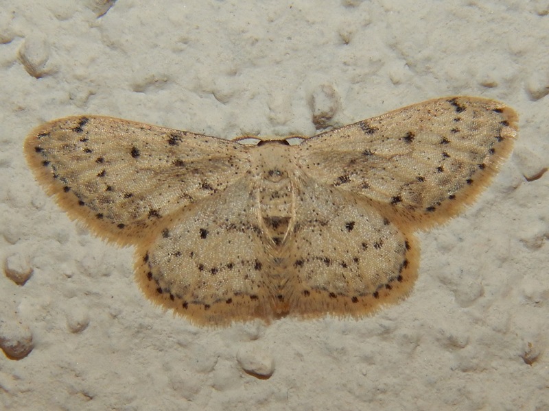 Idaea seriata